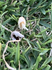 Conocybe deliquescens