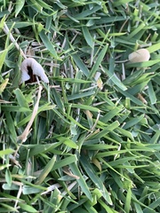 Conocybe deliquescens