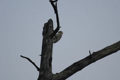 Leiopicus mahrattensis