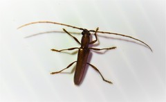 Psyrassa unicolor
