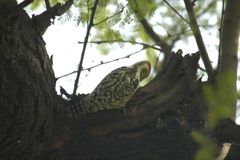 Leiopicus mahrattensis