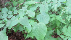 Tilia americana americana