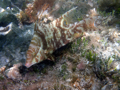 Lachnolaimus maximus