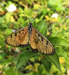 Acraea terpsicore