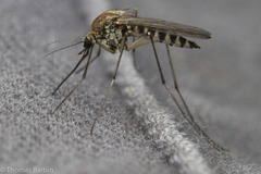 Aedes hexodontus