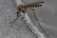 Aedes hexodontus