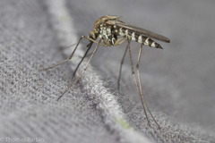 Aedes hexodontus