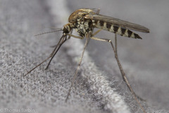 Aedes hexodontus
