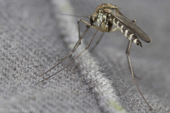 Aedes hexodontus