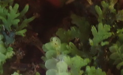 Riccardia chamedryfolia