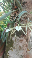 Brassavola nodosa