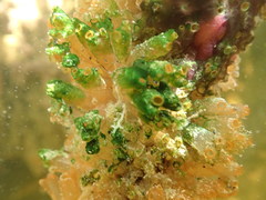 Ecteinascidia turbinata