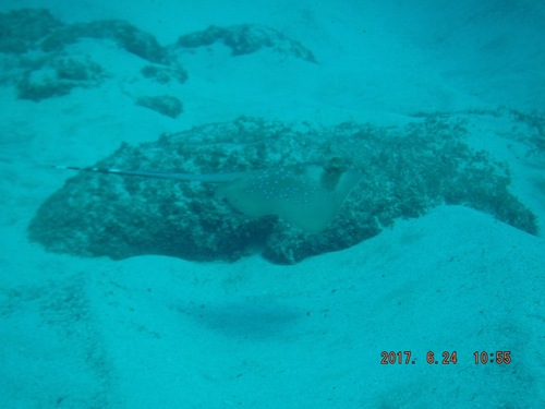 Neotrygon indica