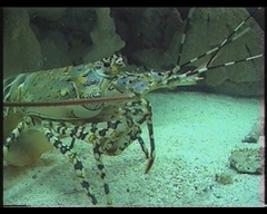 Panulirus ornatus