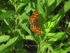 Phyciodes orseis