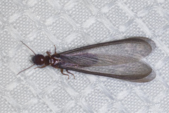 Zootermopsis nevadensis