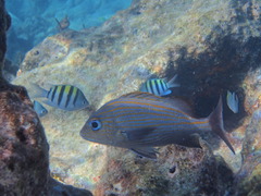 Haemulon carbonarium