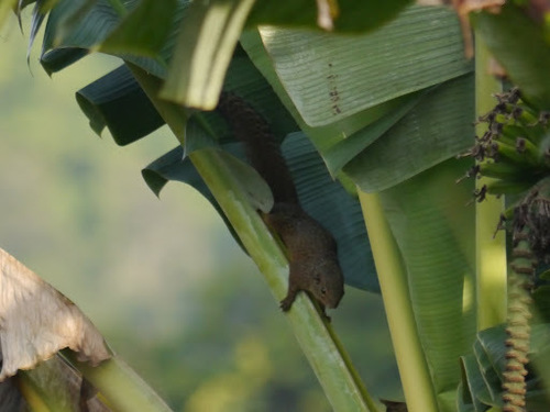 Red-legged Sun Squirrel