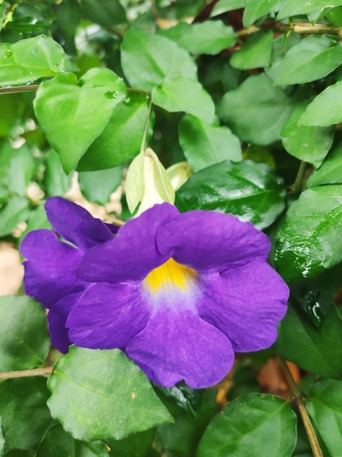 Thunbergia erecta