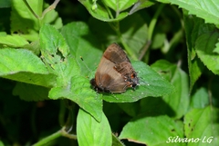 Lamprospilus collucia