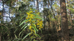 Acacia macradenia