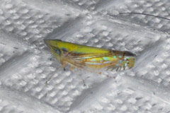 Scaphytopius elegans