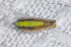 Scaphytopius elegans