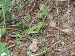 Hyla plicata