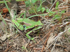 Hyla plicata
