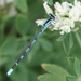 Alkali Bluet - Photo (c) Cameron Eckert, some rights reserved (CC BY-NC), uploaded by Cameron Eckert