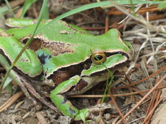 Hyla plicata