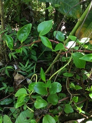 Peperomia glabella