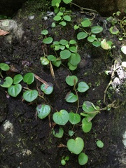 Peperomia serpens