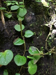 Peperomia serpens