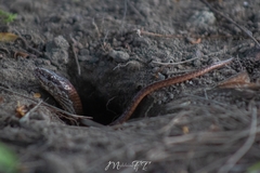 Coniophanes bipunctatus