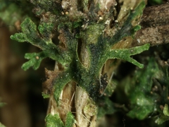 Riccardia chamedryfolia