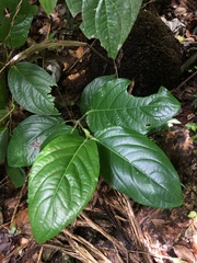 Piper glabrescens