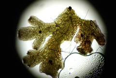 Riccardia chamedryfolia