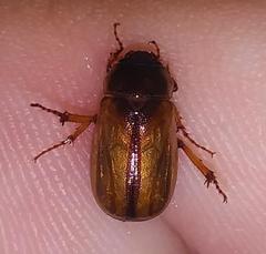 Phyllophaga bruneri