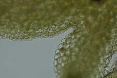 Riccardia chamedryfolia