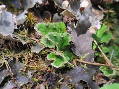 Peltigera latiloba
