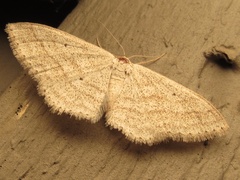 Scopula ancellata
