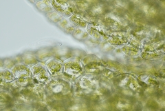 Riccardia chamedryfolia