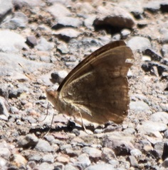 Junonia nigrosuffusa