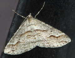 Syneora fractata