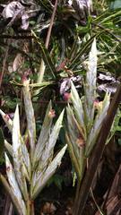 Pleiostachya pruinosa