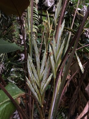 Pleiostachya pruinosa