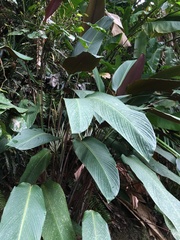 Pleiostachya pruinosa