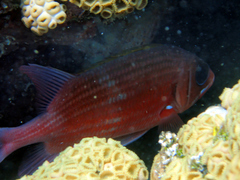 Holocentrus adscensionis