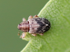Lignyodes bischoffi